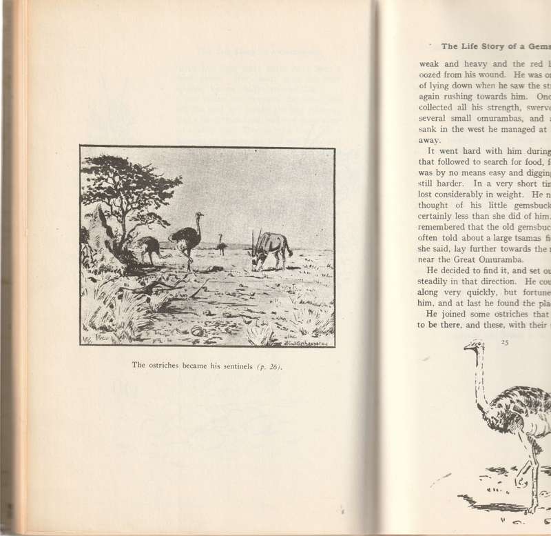 THE LIFE STORY OF A GEMSBUCK by H. ANT. ASCHENBORN *SIGNED*