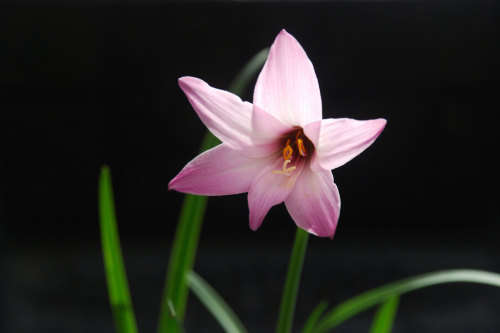 Purple Rain Lily - Zephyranthes species - Storm Lily - 5 seeds