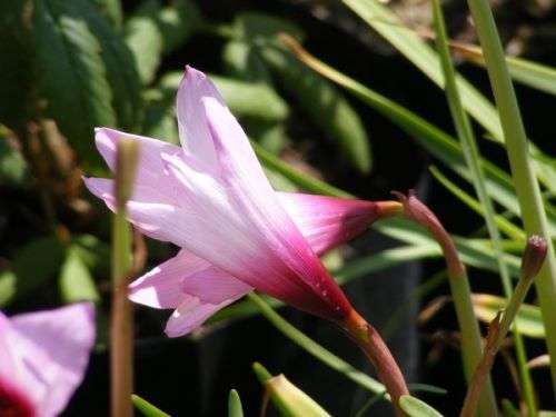 Purple Rain Lily - Zephyranthes species - Storm Lily - 5 seeds