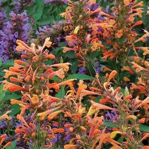 Agastache Licorice Mint - Thread Leaf Giant Hyssop - Agastache rupestris - 5 seeds