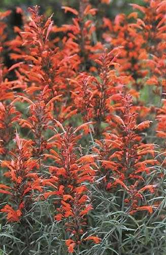 Agastache Licorice Mint - Thread Leaf Giant Hyssop - Agastache rupestris - 5 seeds