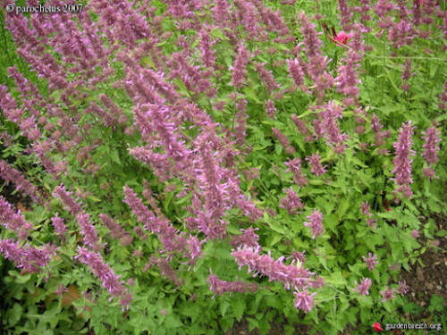 Agastache Pink Pop - Agastache astromontana - 5 seeds