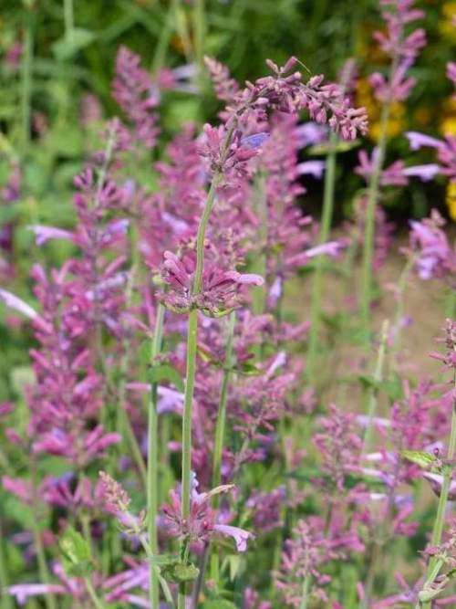 Agastache Pink Pop - Agastache astromontana - 5 seeds