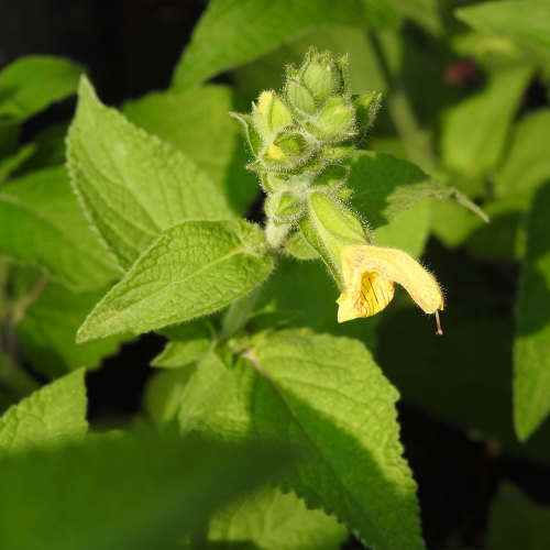 Himalayan Cloud Sage - Salvia nubicola - 5 seeds
