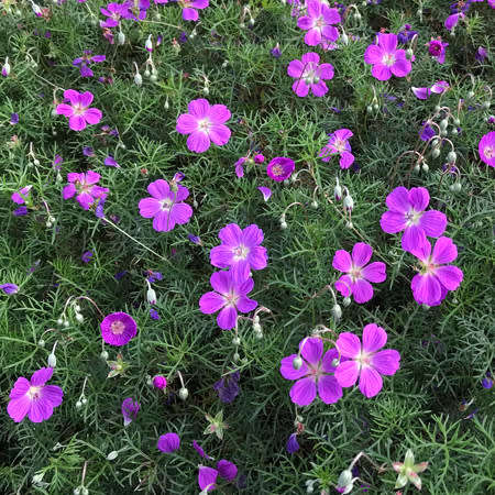 Carpet Geranium - Geranium incanum - 5 seeds