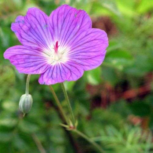 Carpet Geranium - Geranium incanum - 5 seeds