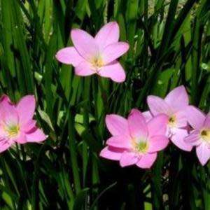 Pink Rain Lily - Zephyranthes - 5 seeds