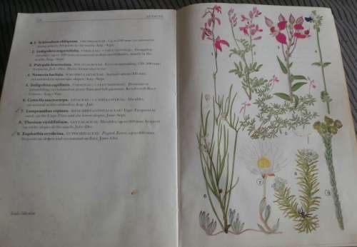 Cape Peninsula - South African Wild Flower Guide 3 ( MARY MAYTHAM KIDD)