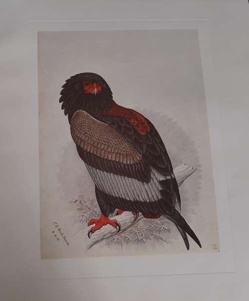 Bateleur Eagle Lithograph - Claude Gidney Finch-Davies 1875 - 1920