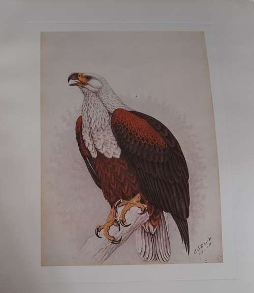 Fish Eagle Lithograph - Claude Gidney Finch-Davies 1875 - 1920