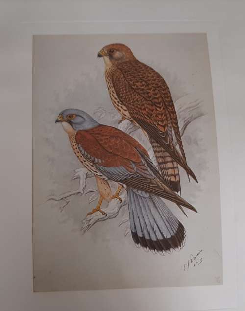 Lesser Kestrel pair Lithograph - Claude Gidney Finch-Davies 1875 - 1920