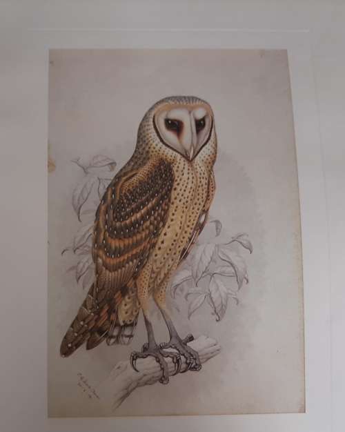 Barn Owl Lithograph - Claude Gidney Finch-Davies 1875 - 1920