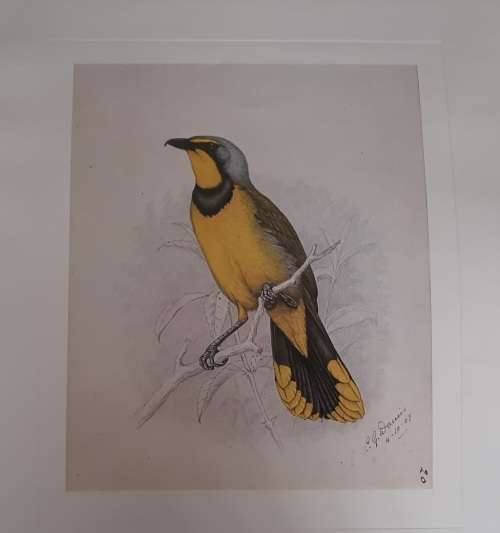 Bokmakierie Shrike