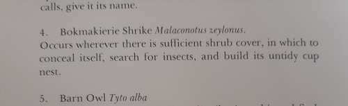 Bokmakierie Shrike