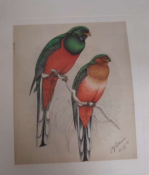 Narina Trogon pair Lithograph - Claude Gidney Finch-Davies 1875 - 1920