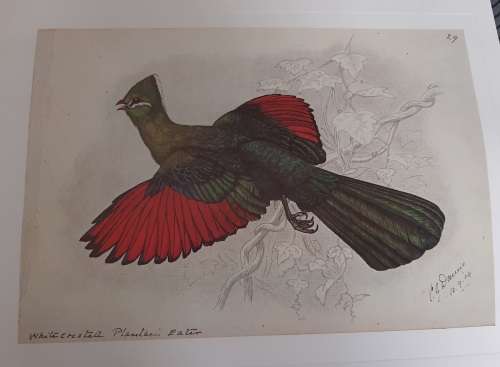 Knysna Loerie Lithograph - Claude Gidney Finch-Davies 1875 - 1920
