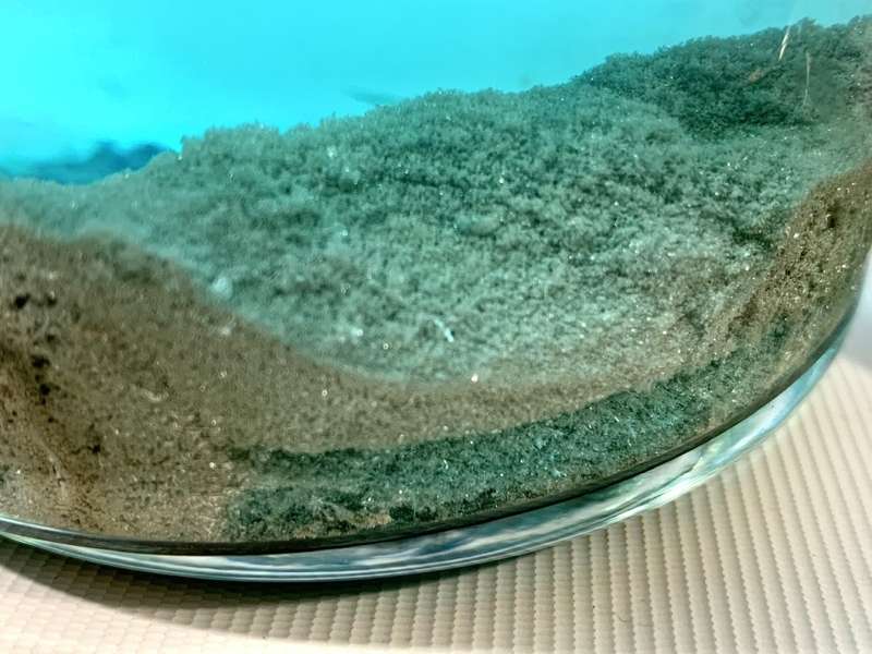 21 grams Chemically Refined Silver (Ag) 99% Purity