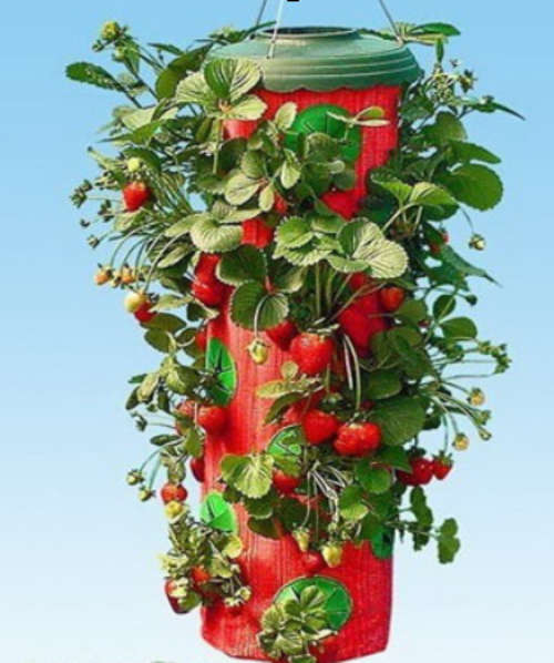 Strawberry Planter- As seen on TV,Free Shipping !
