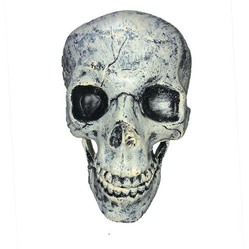 Adult size skull