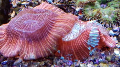 Open Brain coral