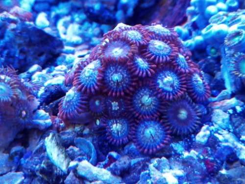 Zoanthids Frags