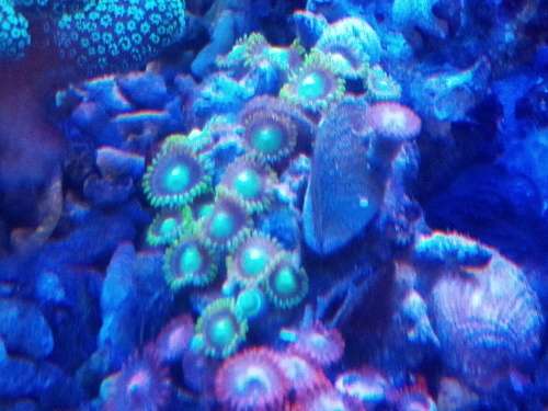Zoanthids Frags