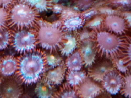 Zoanthids Frags