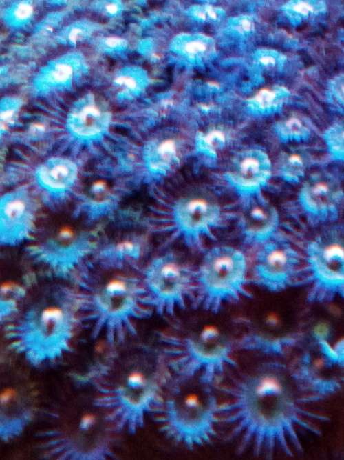 Zoanthids Frags
