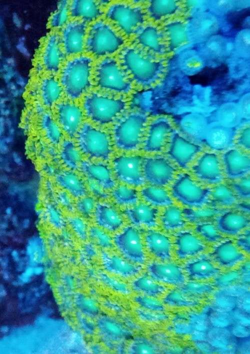 Zoanthids Frags