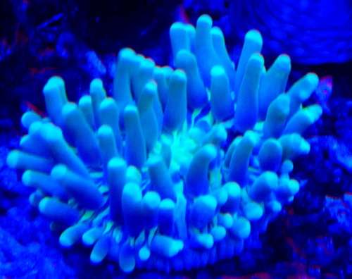 Long Tentacle plate Coral