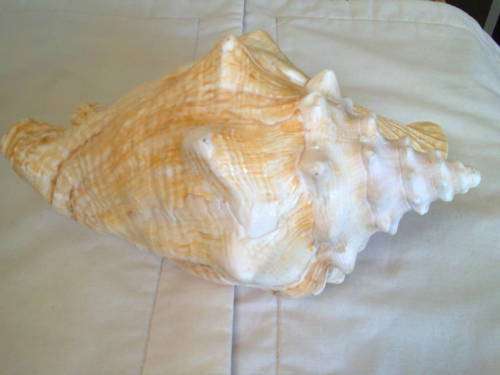 SEA SHELL large