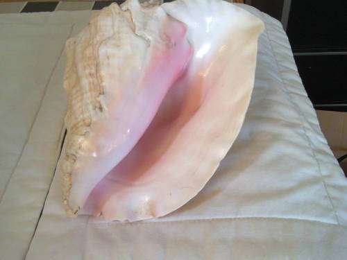 SEA SHELL large