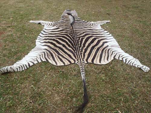 African Burchell Zebra Skin Valued at R10 000.00
