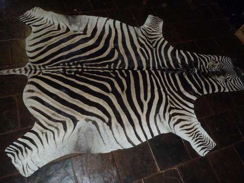 African Burchell Zebra Skin Valued at R10 000.00