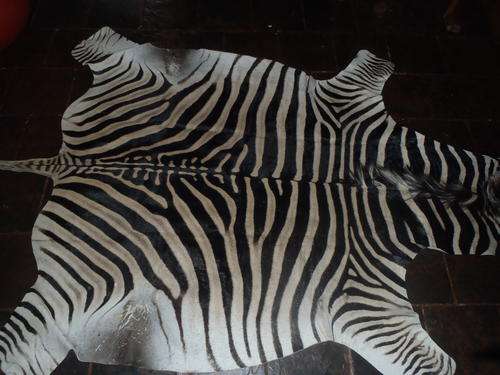 African Burchell Zebra Skin Valued at R10 000.00