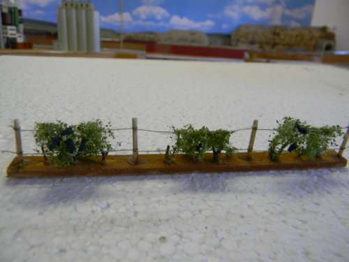 GRAPE VINES
