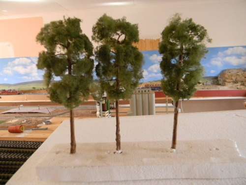tall trees