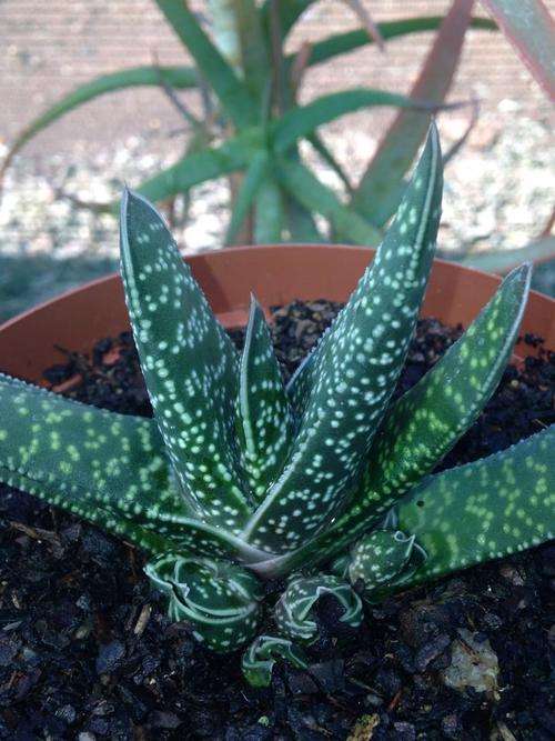 Gasteria carinata 'Kleinpoort'