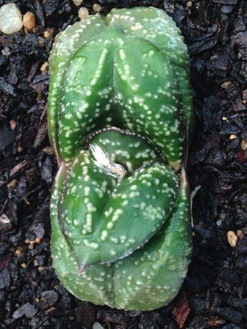 Gasteria nitida var armstrongii