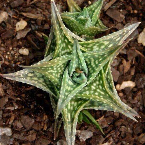 Aloe descoingsii. ( Madagascar)