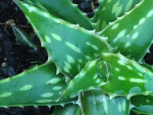 Aloe jucunda (Somalia)