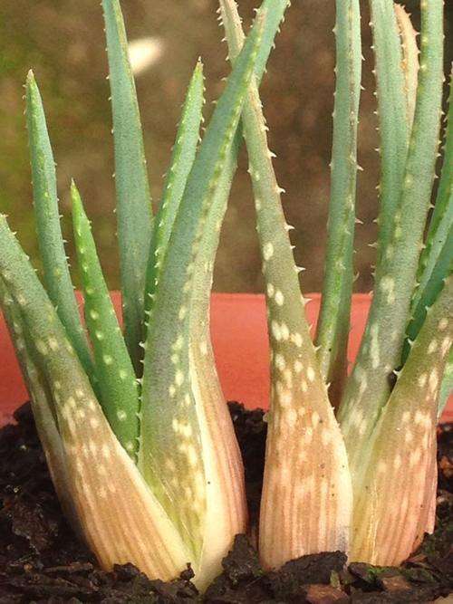 Aloe bowiea   (Dwarf aloe) From Eastern Cape
