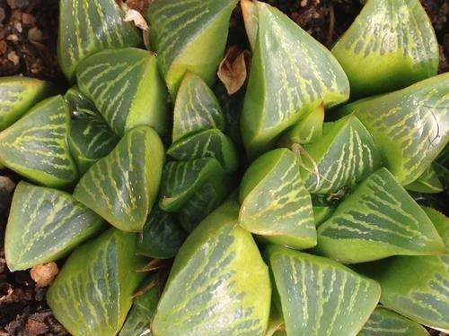 Haworthia retusa