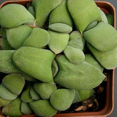 Gasteria glomerata