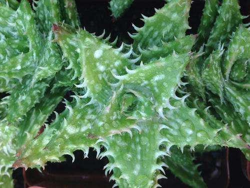 Aloe juvenna (Kenia)