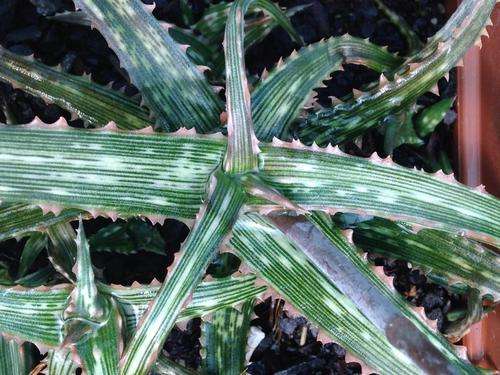 Aloe fleuretteana  (Madagascar)