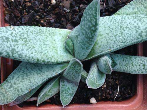 Gasteria glauca