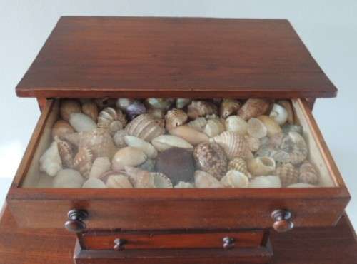 COLLECTOR'S SPECIMEN CHEST - MAGNIFICENT ITEM