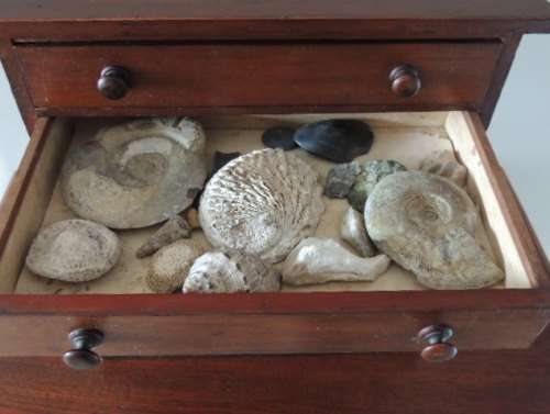 COLLECTOR'S SPECIMEN CHEST - MAGNIFICENT ITEM