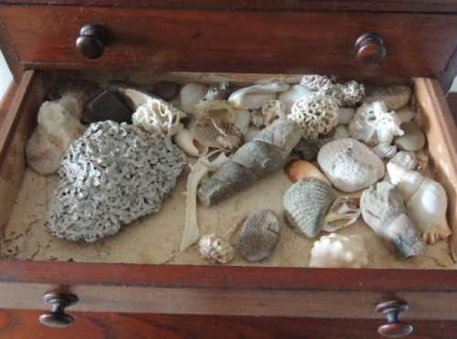 COLLECTOR'S SPECIMEN CHEST - MAGNIFICENT ITEM